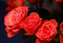 10 Flower Bouquets For The Bride – Most Favorite